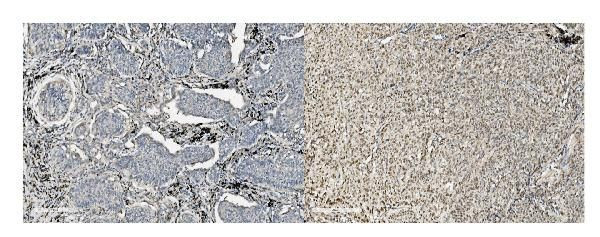 MCM5 Antibody in Immunohistochemistry (Paraffin) (IHC (P))