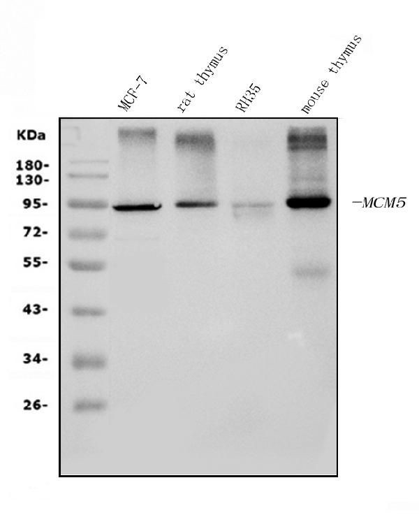 MCM5 Antibody in Western Blot (WB)