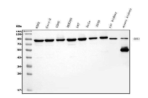 DDX1 Antibody in Western Blot (WB)