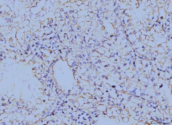 Annexin A6 Antibody in Immunohistochemistry (Paraffin) (IHC (P))