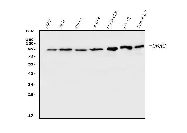 UBA2 Antibody in Western Blot (WB)
