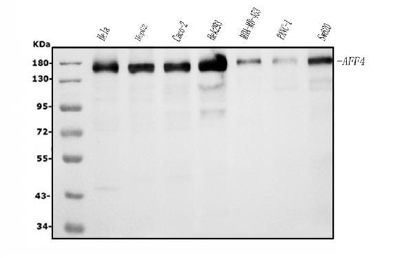 AFF4 Antibody in Western Blot (WB)