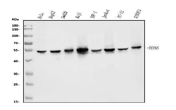 DDX6 Antibody in Western Blot (WB)