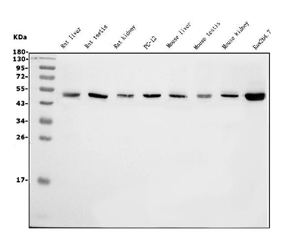 eRF1 Antibody in Western Blot (WB)