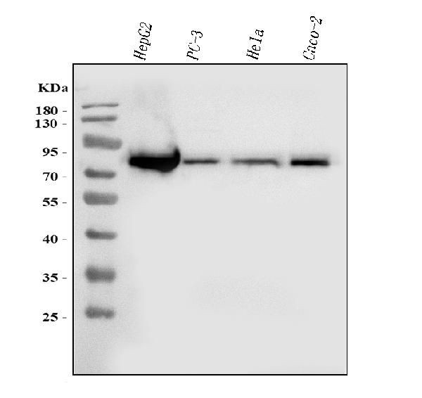 ACSL4 Antibody in Western Blot (WB)