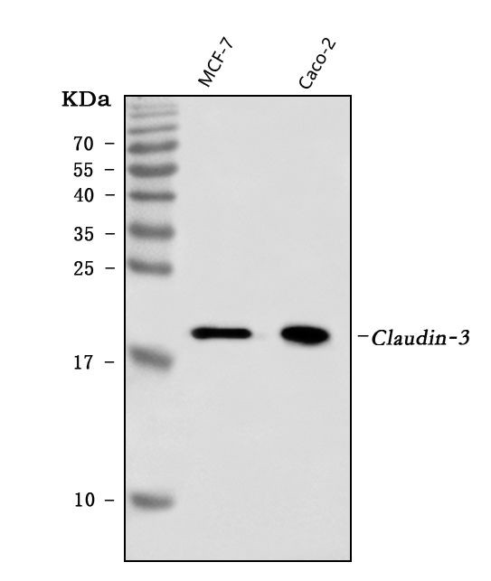 Claudin 3 Antibody in Western Blot (WB)
