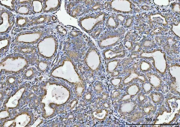 GLDC Antibody in Immunohistochemistry (Paraffin) (IHC (P))