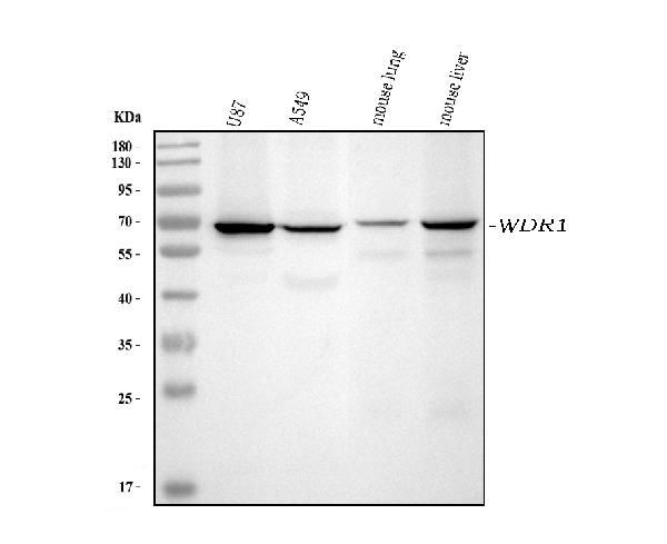 WDR1 Antibody in Western Blot (WB)