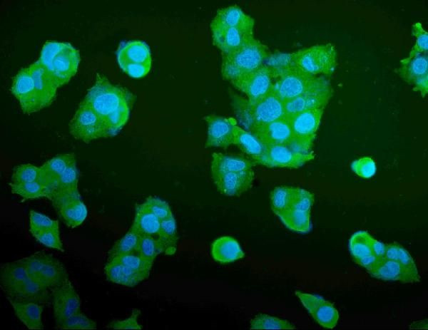 Aldolase A Antibody in Immunocytochemistry (ICC/IF)