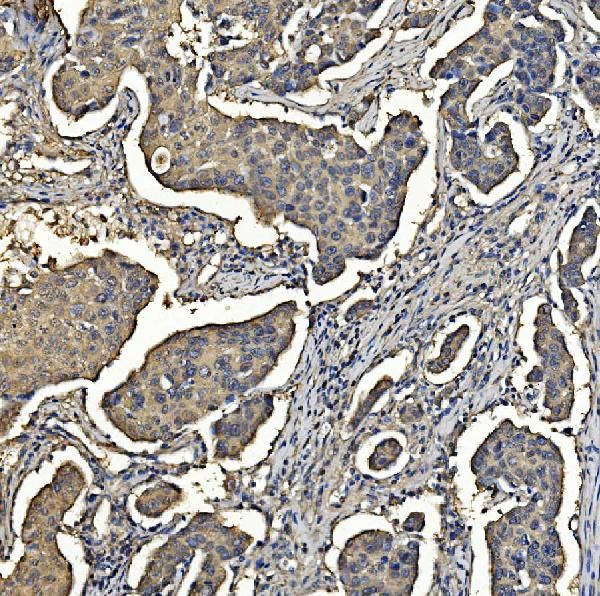 Aldolase A Antibody in Immunohistochemistry (Paraffin) (IHC (P))