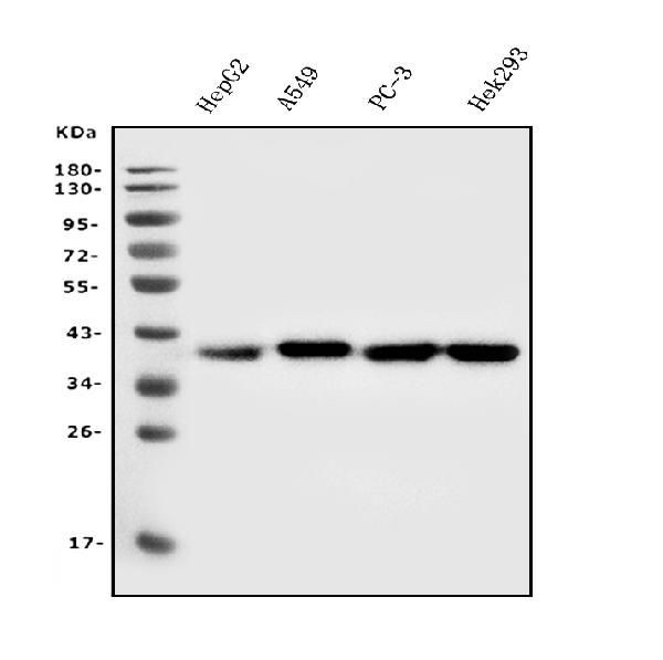 Aldolase A Antibody in Western Blot (WB)