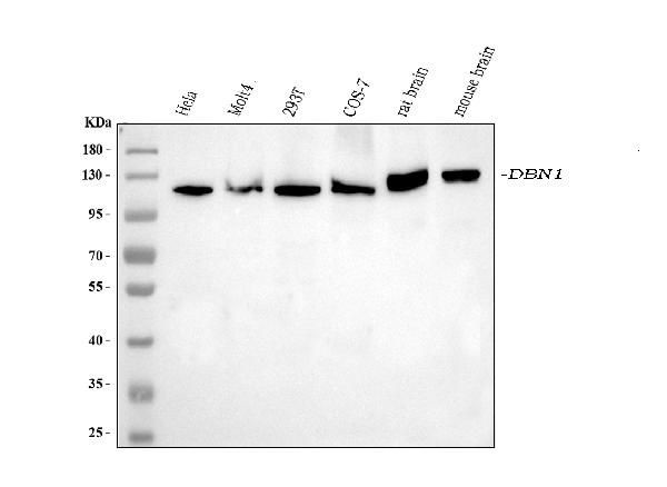 Drebrin Antibody in Western Blot (WB)