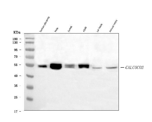 CALCOCO2 Antibody in Western Blot (WB)