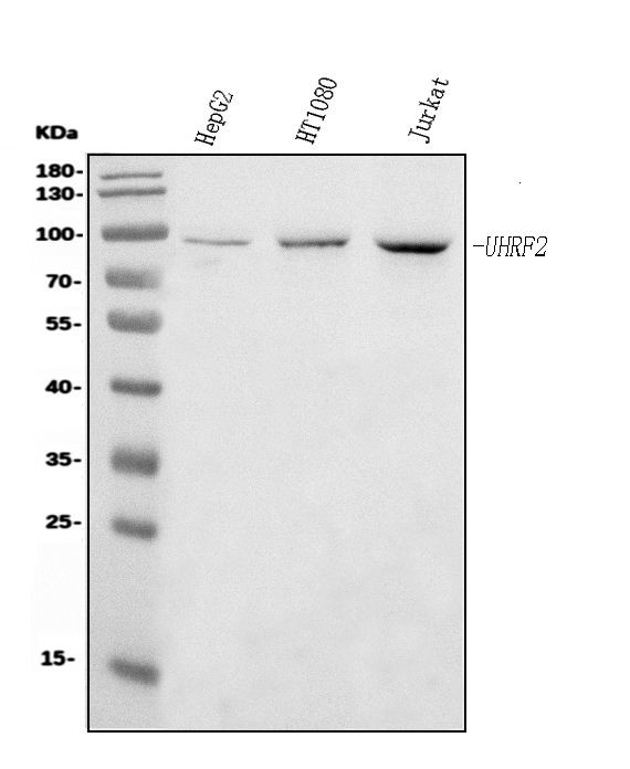 UHRF2 Antibody in Western Blot (WB)