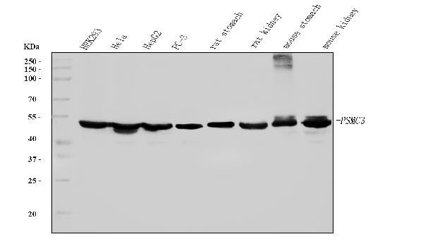 PSMC3 Antibody in Western Blot (WB)