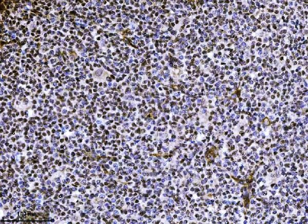 NDFIP2 Antibody in Immunohistochemistry (Paraffin) (IHC (P))