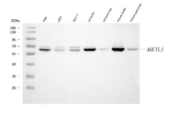 AdoHcyase 2 Antibody in Western Blot (WB)