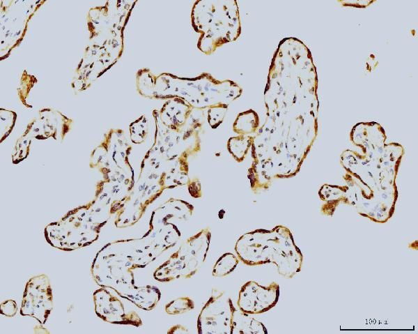 LSM8 Antibody in Immunohistochemistry (Paraffin) (IHC (P))