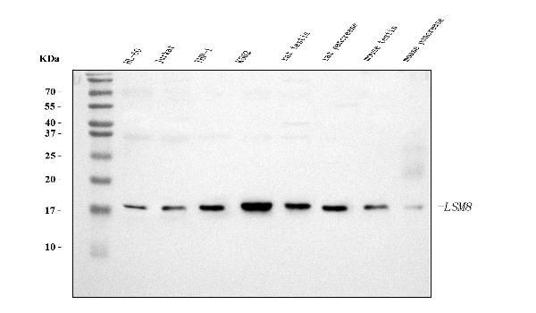 LSM8 Antibody in Western Blot (WB)