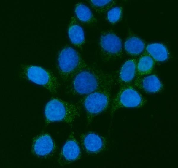 PMPCB Antibody in Immunocytochemistry (ICC/IF)