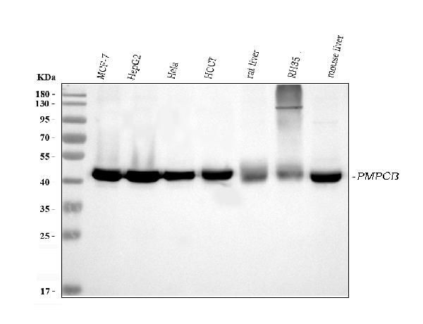 PMPCB Antibody in Western Blot (WB)