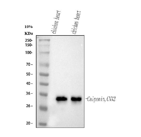 Calponin 2 Antibody in Western Blot (WB)