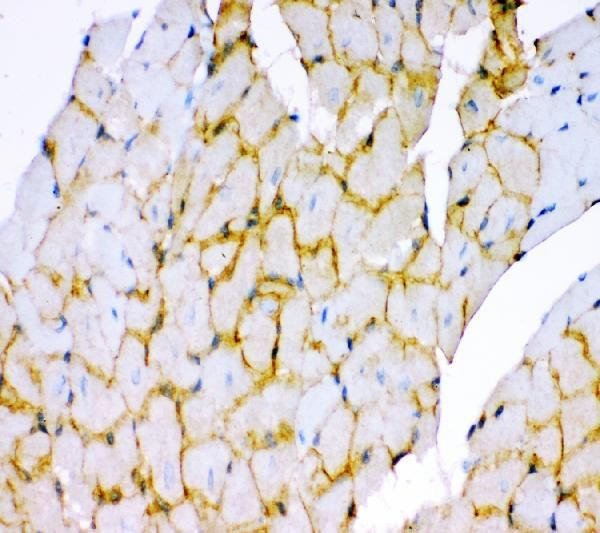 Dystrophin Antibody in Immunohistochemistry (Paraffin) (IHC (P))