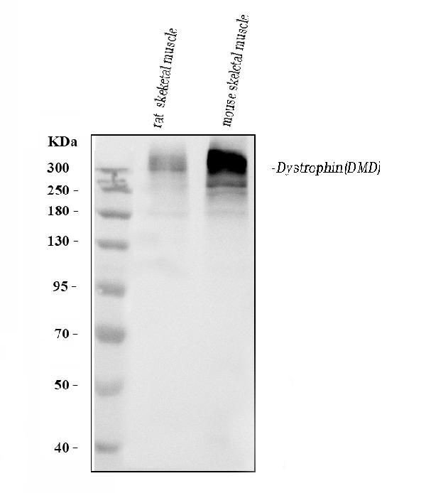 Dystrophin Antibody in Western Blot (WB)