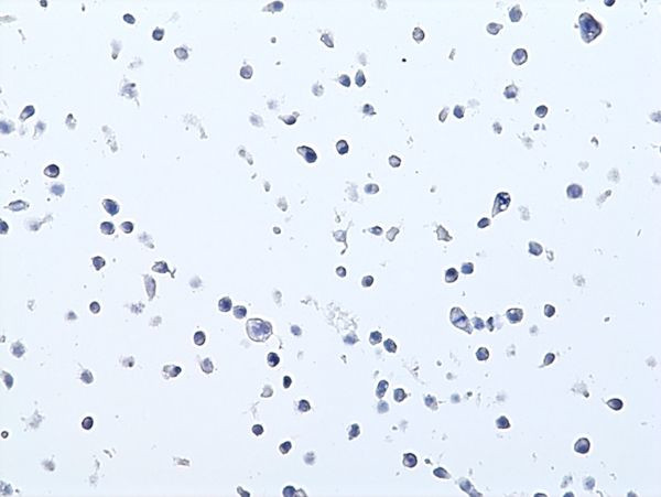 LAIR1 Antibody in Immunocytochemistry (ICC/IF)