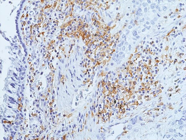 LAIR1 Antibody in Immunohistochemistry (Paraffin) (IHC (P))