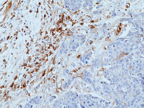 VISTA Antibody in Immunohistochemistry (Paraffin) (IHC (P))