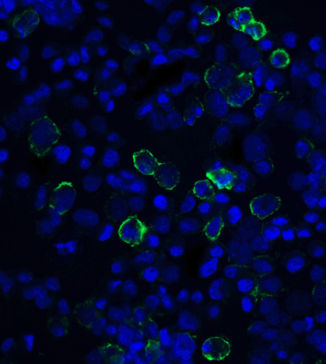 PD-L1 Antibody in Immunocytochemistry (ICC/IF)