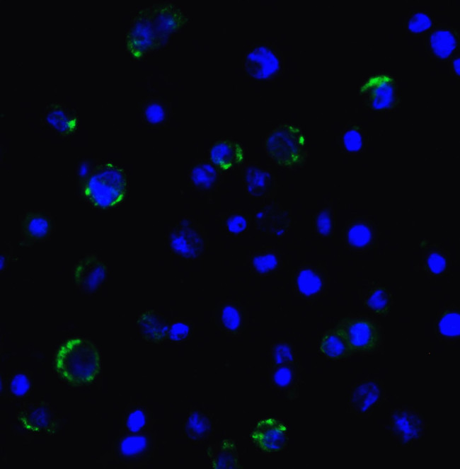 CD223 Antibody in Immunocytochemistry (ICC/IF)