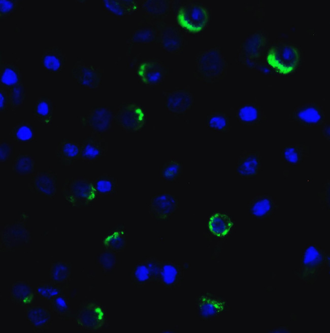 CD223 Antibody in Immunocytochemistry (ICC/IF)