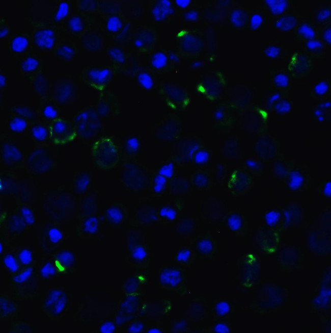 CD223 Antibody in Immunocytochemistry (ICC/IF)