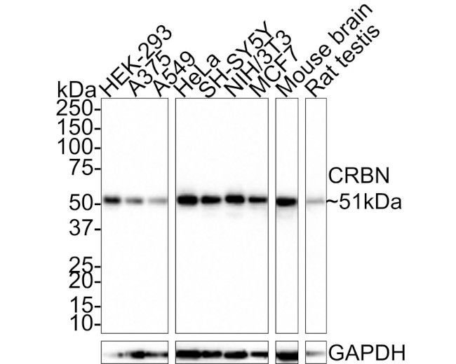 CRBN Antibody in Western Blot (WB)