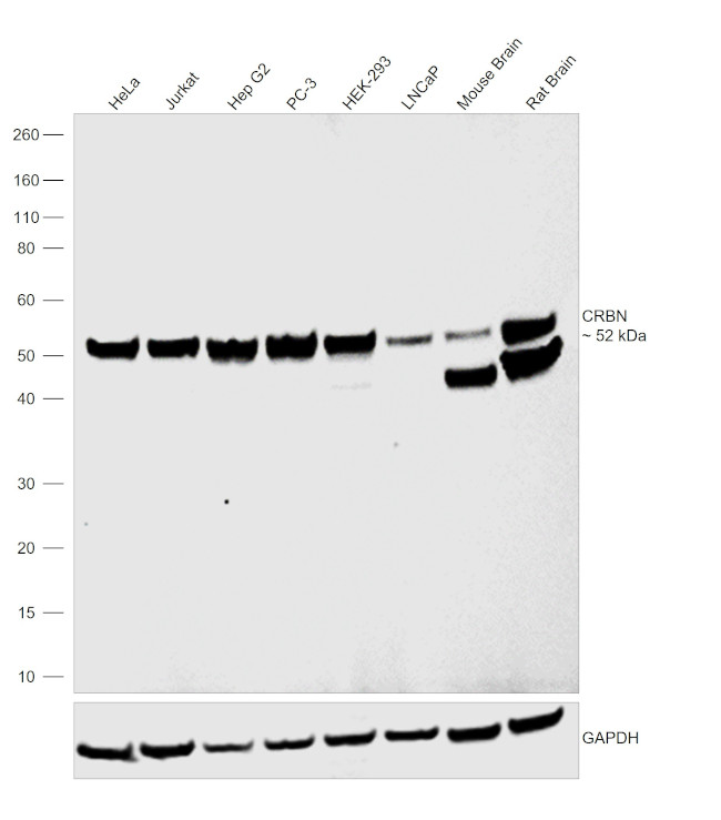 CRBN Antibody in Western Blot (WB)