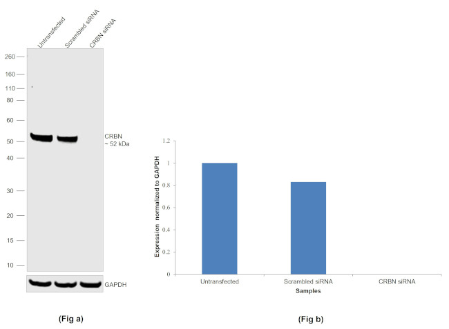 CRBN Antibody in Western Blot (WB)