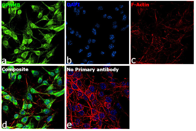 GPNMB Antibody in Immunocytochemistry (ICC/IF)