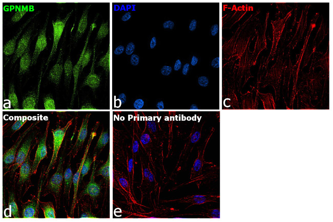 GPNMB Antibody in Immunocytochemistry (ICC/IF)