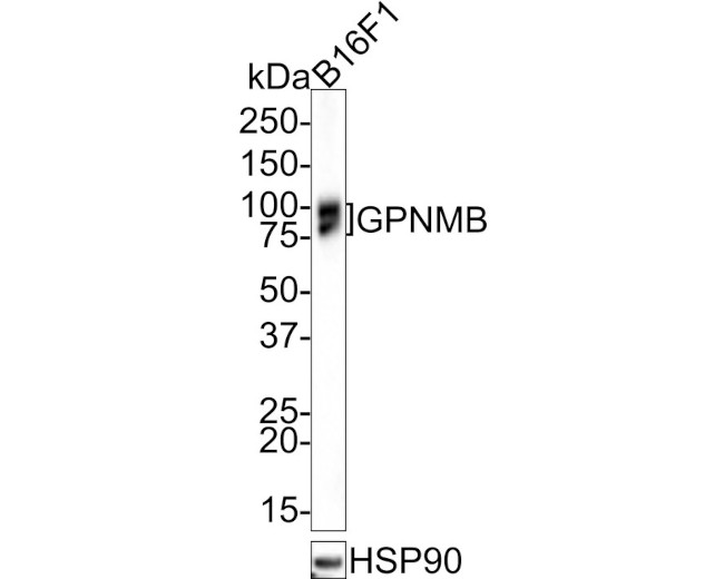 GPNMB Antibody in Western Blot (WB)