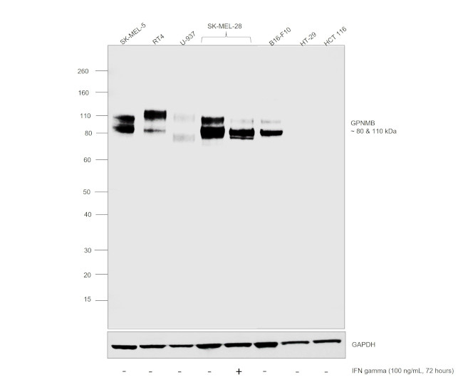 GPNMB Antibody in Western Blot (WB)