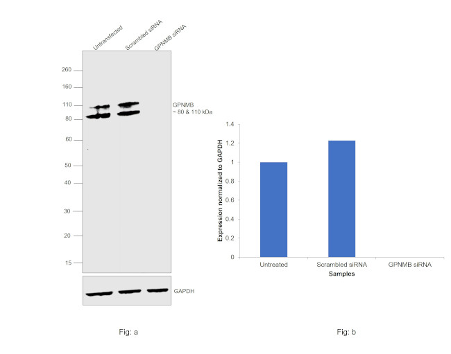 GPNMB Antibody in Western Blot (WB)