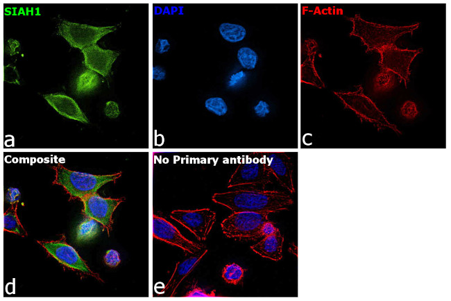 SIAH1 Antibody in Immunocytochemistry (ICC/IF)