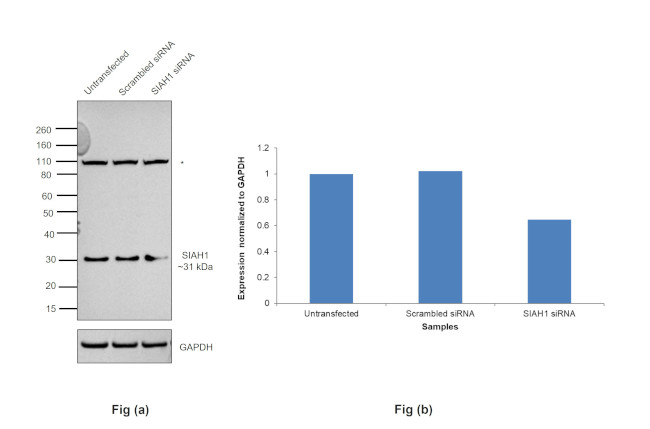 SIAH1 Antibody in Western Blot (WB)