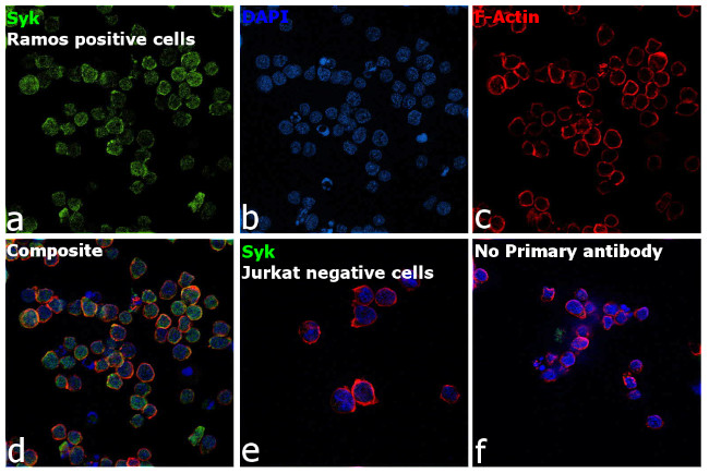 Syk Antibody in Immunocytochemistry (ICC/IF)