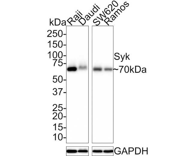 Syk Antibody in Western Blot (WB)