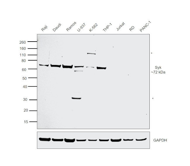 Syk Antibody in Western Blot (WB)