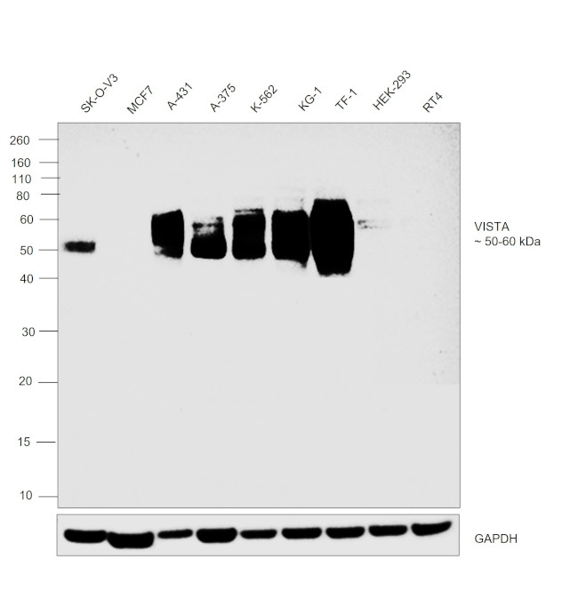 VISTA Antibody in Western Blot (WB)