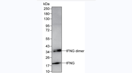 IFN gamma Antibody in Western Blot (WB)